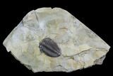Lemureops Kilbeyi Trilobite - Fillmore Formation, Utah #94716-2